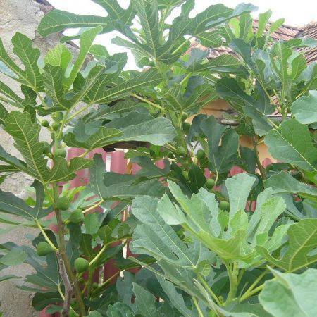 Smochin aclimatizat anul 1, 2,3