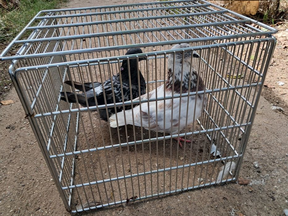 Vînd porumbeii mondainii 100 Ron bucata