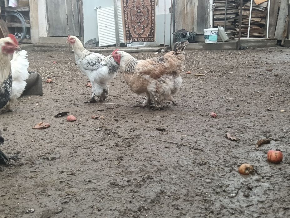 Vând cocoși Brahma