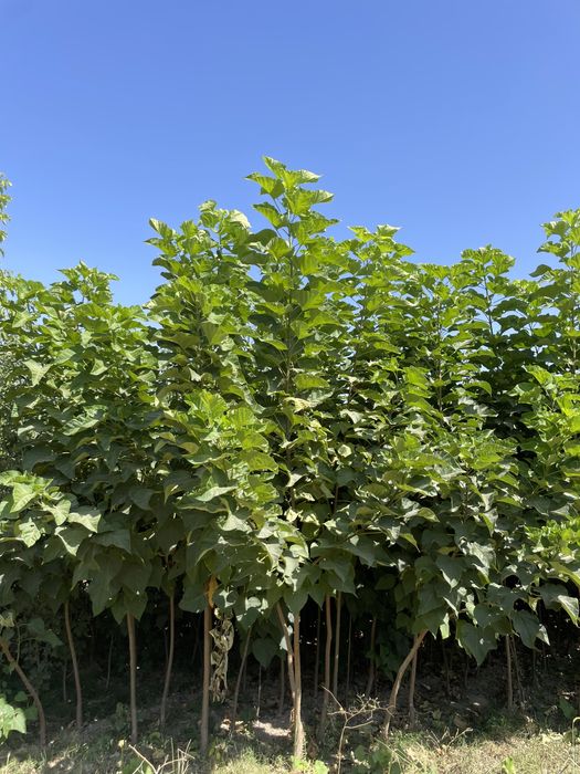 Тополь пирамидальный Клен Катальпа Ясень Акация Живой изгородь Вяз Тут