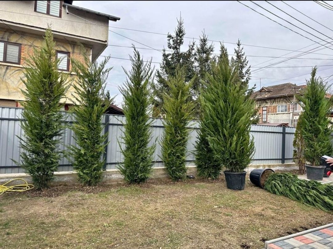 Leylandii ghiveci, diferite mărimi, gard viu verde veșnic