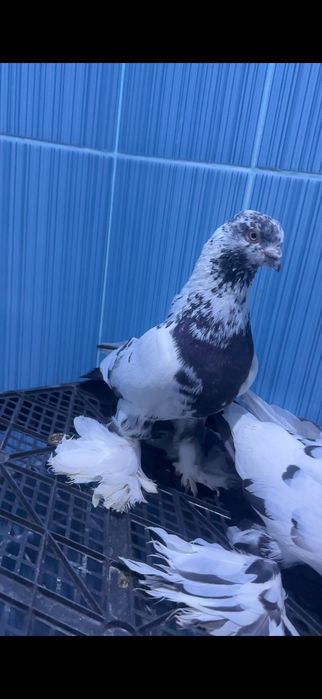 Продам. Среднеазиатских гладких СОЧЕЙ, ЖУКОВ, ГУЛЬСАРОВ.