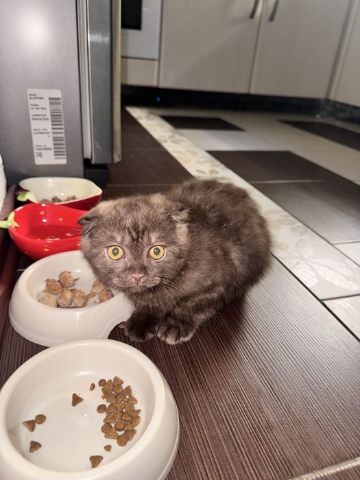 Продаем Котенка Шотландский Вислоухий