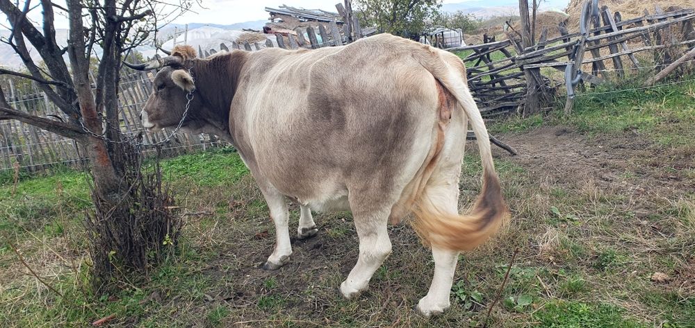 Bovine de Vânzare în Golu Grabicina