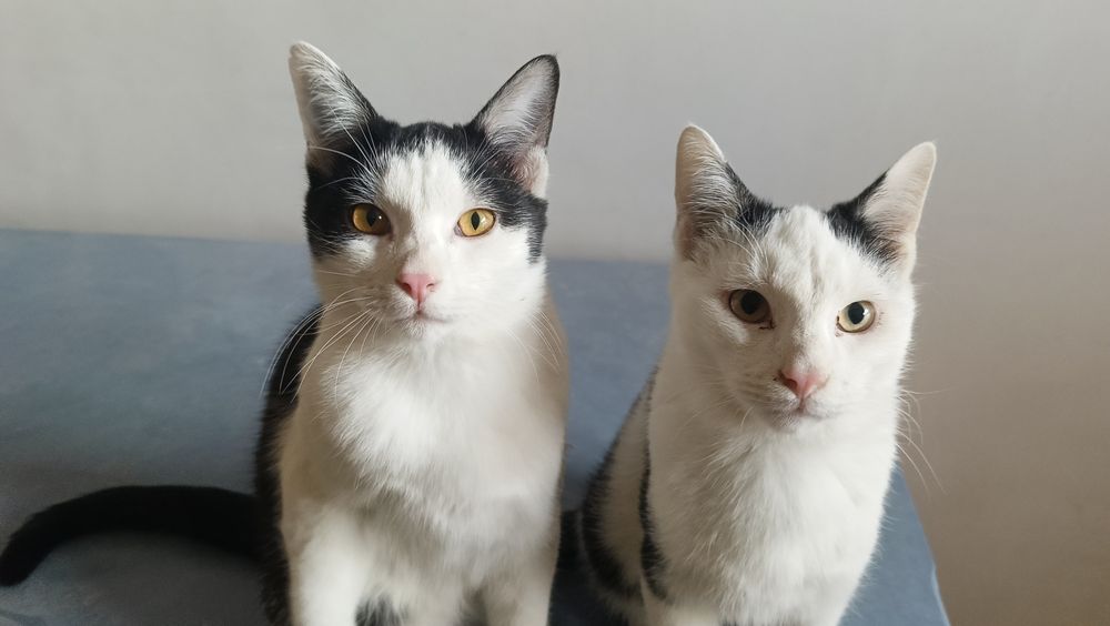 Котики 2 братика