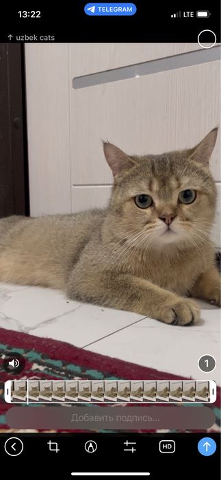 Vyazka sotlmidi, britan