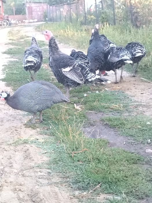 Vând curci de casă 7 luni.