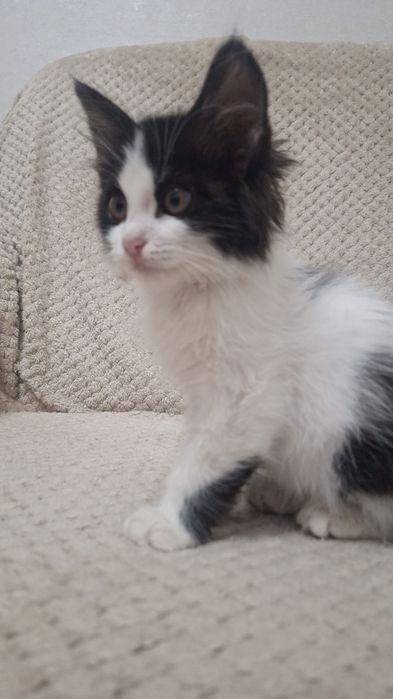 Отдам котёнка мальчика в добрые руки. 2 месяца от роду.