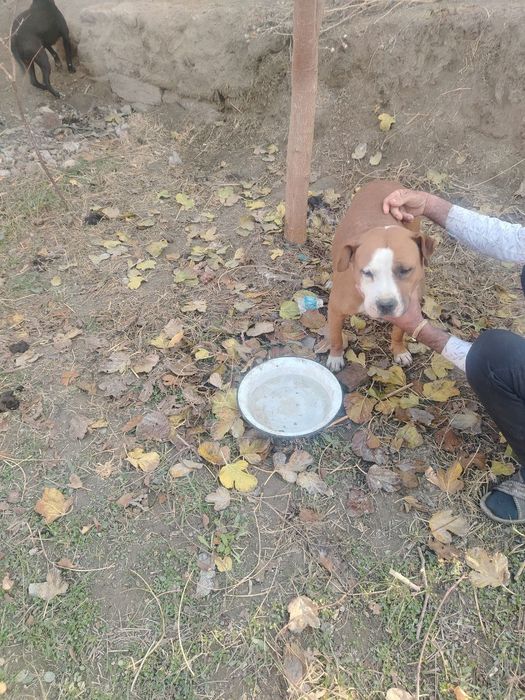 Itlar sotiladi pitbul