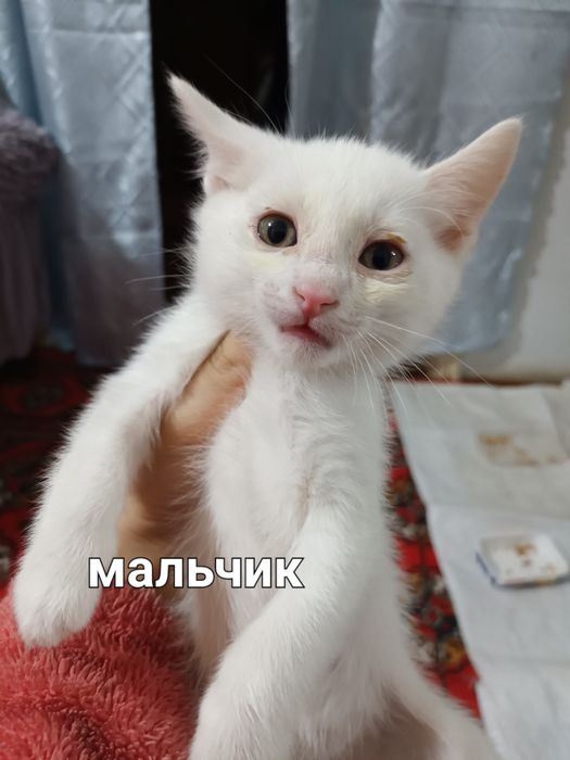 Милые котята в добрые руки