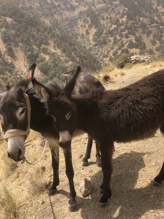 Ona bola urgochi ewwak yuvow tepmaydi tiwlamaydi
