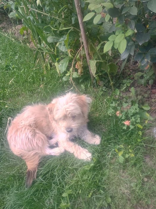 Cățelușa talie mică