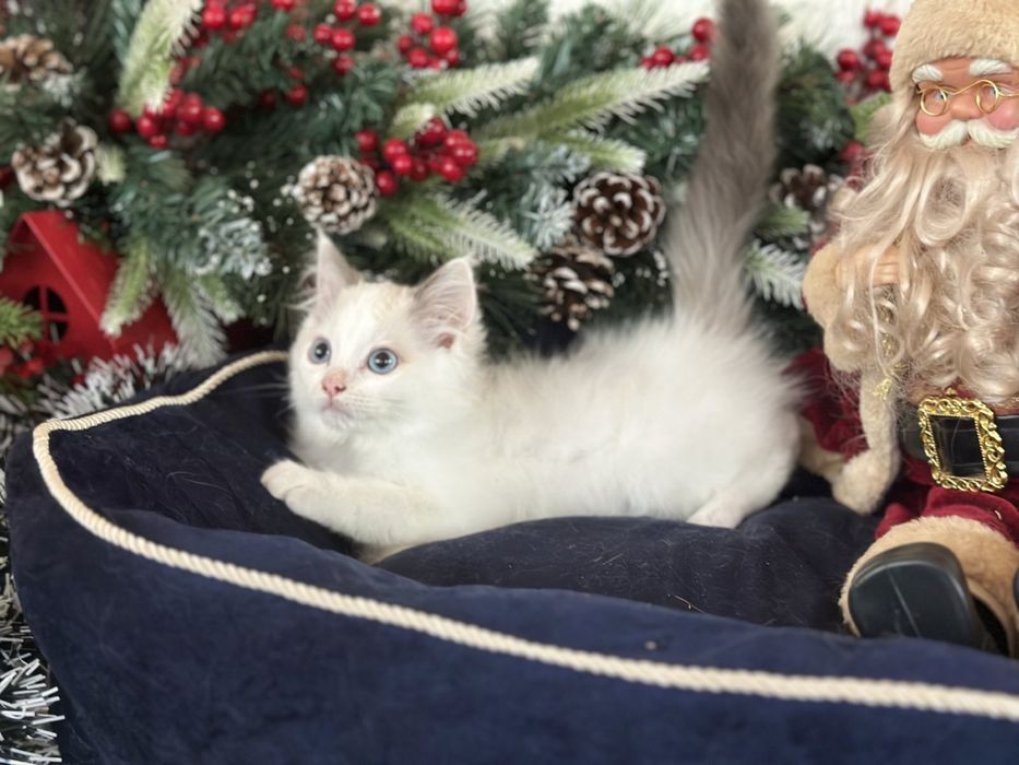 Регдол /Ragdoll / момченце