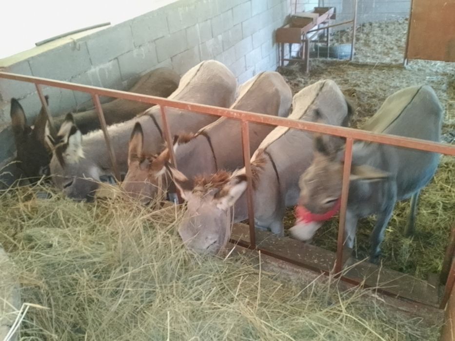 măgărițe cu pui de vanzare