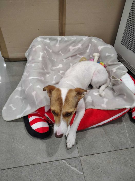 Donez caine cu cusca si hainute