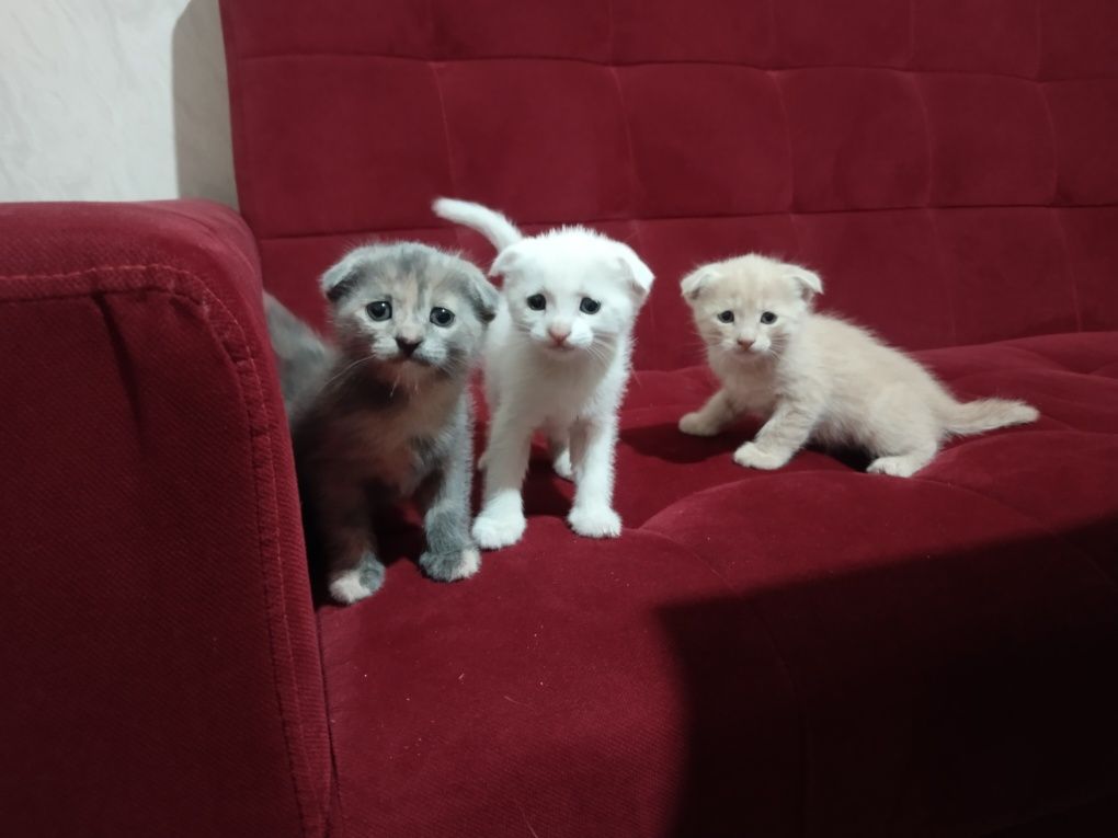 Котята, шотландские вислоухие