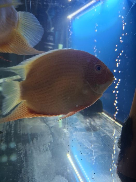 Аквариумная рыба