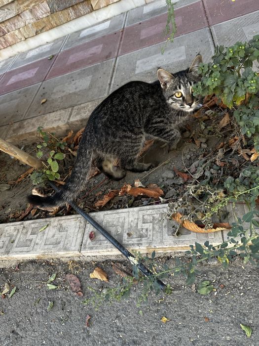 Котята,  две девочки в добрые руки