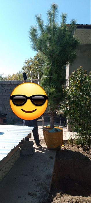 Toza qirim sasnalar