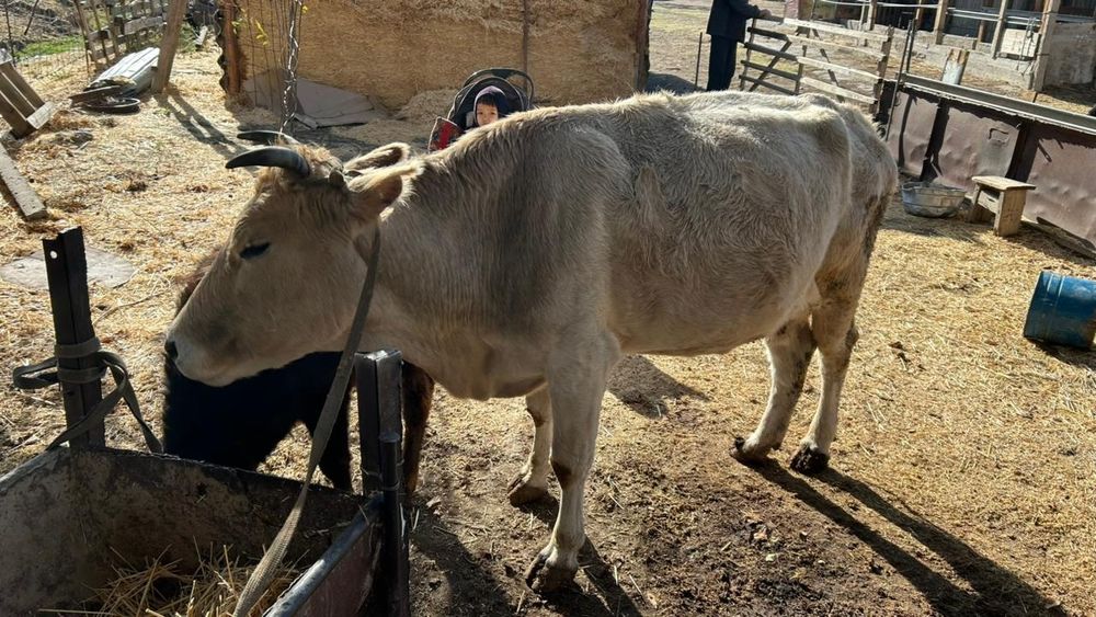 Сауынды сиыр сатылады