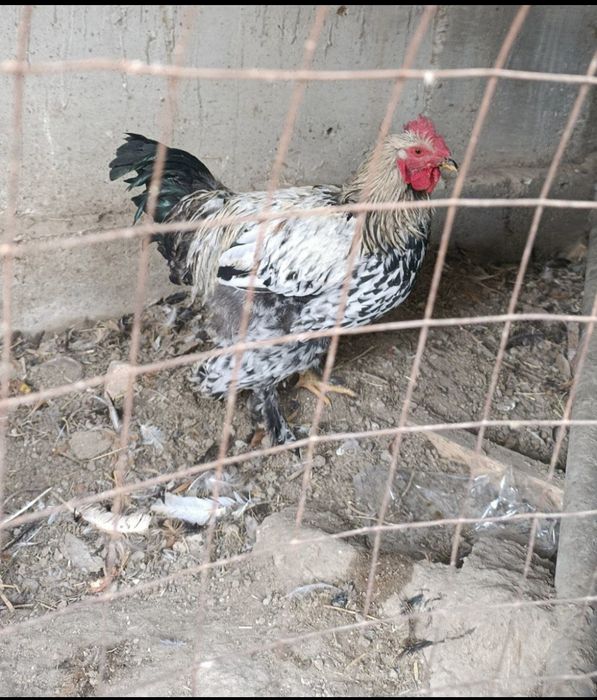 брама  хурозсотилади