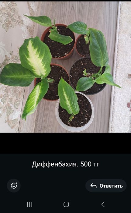 Комнатные цветы отростки