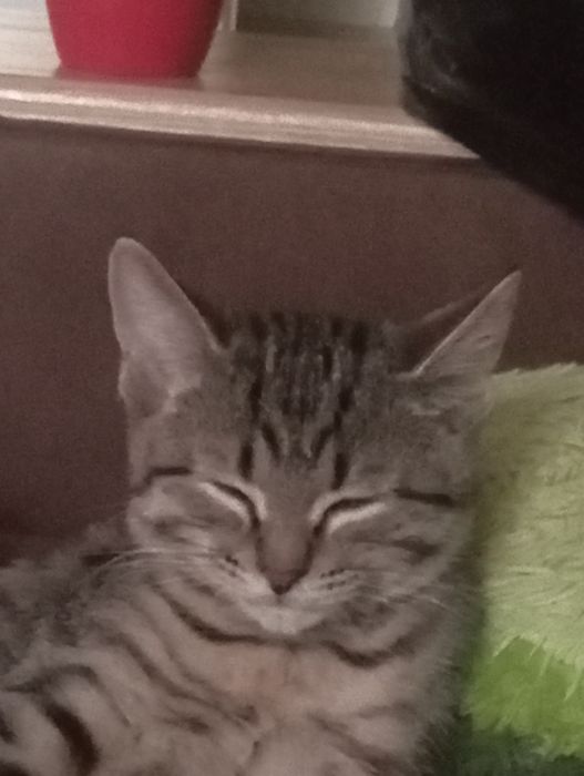 Котенок ищет свой новый дом