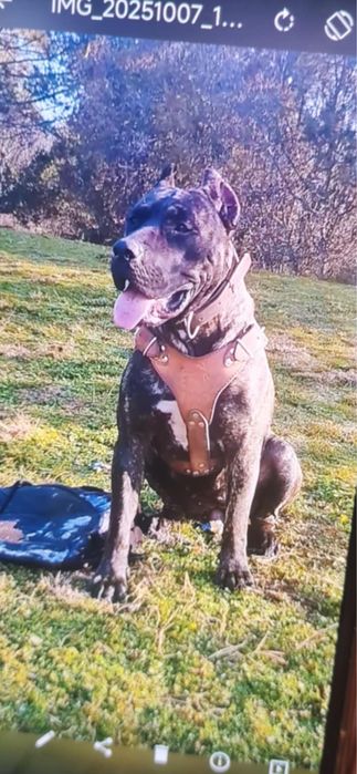 Перо де преса канарио