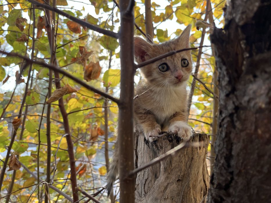 Отдам котенка девочку