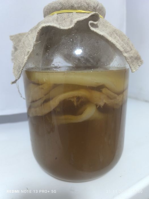 Чайный гриб домашний