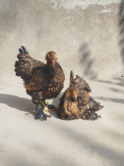 Brama Zolota joja tovuqlar sotiladi