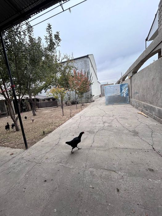 Kirov olmazor koʻchadan kiriladi a a