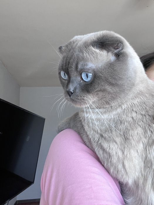 Кот ищет кошку для вязки