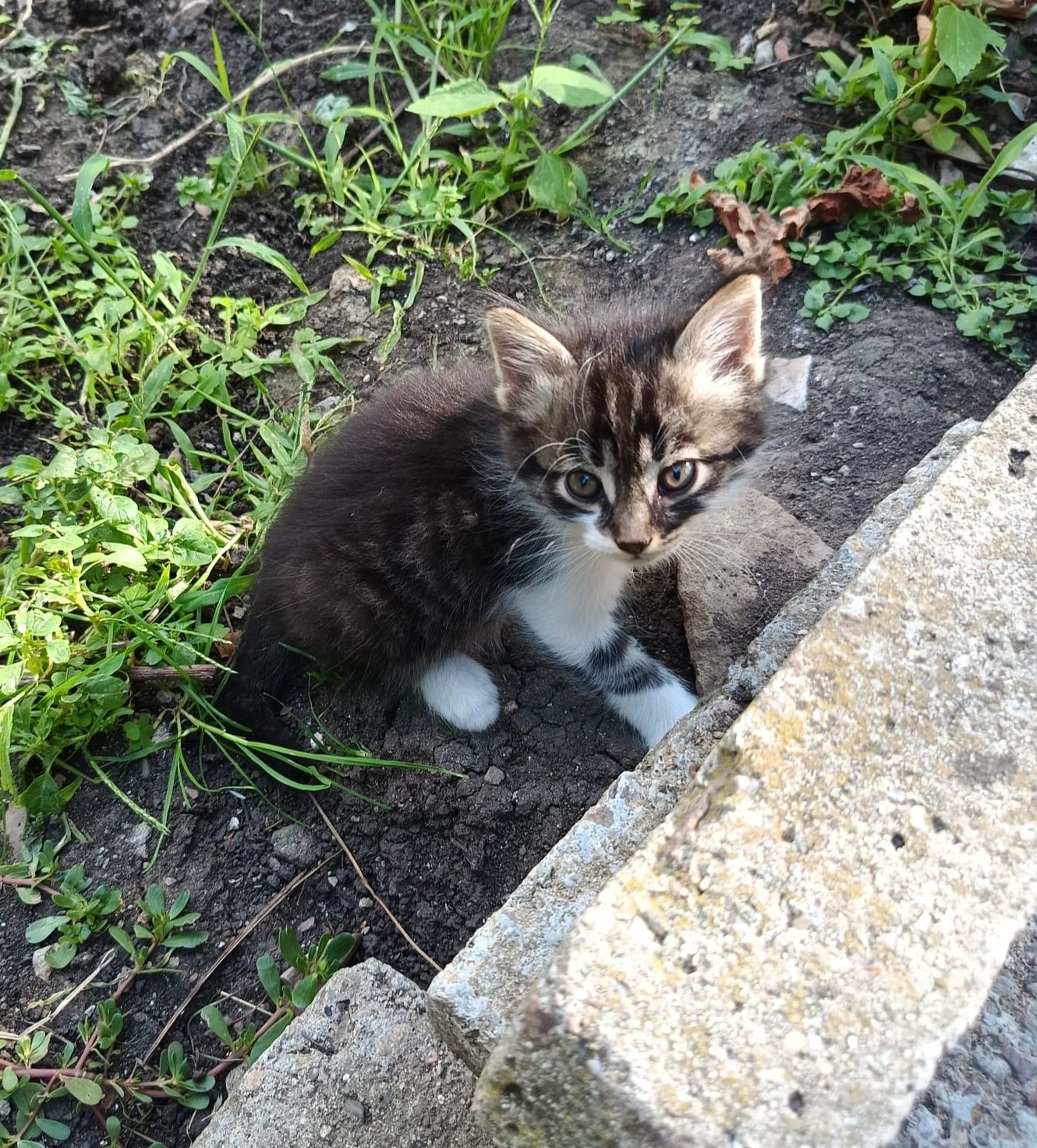 Подарявам котенца