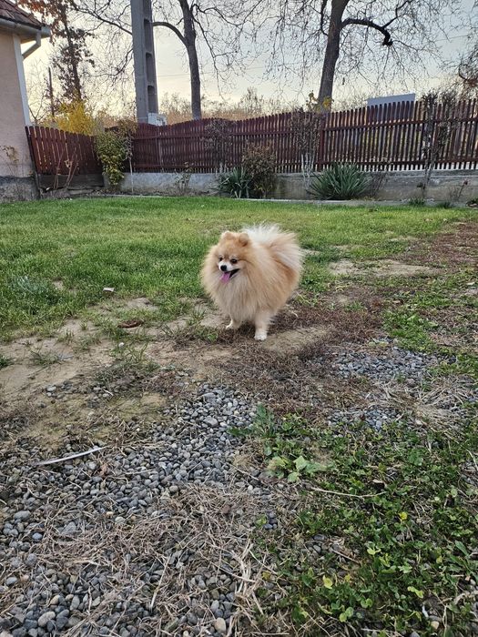 Pomeranian Mascul