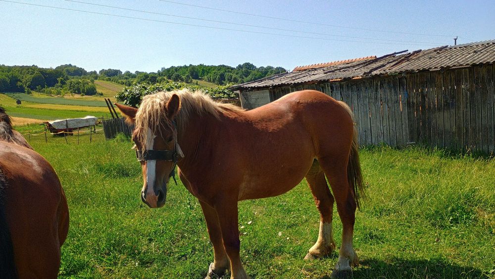Vând mânză de 2 ani  preț 2400 de euro negociabil