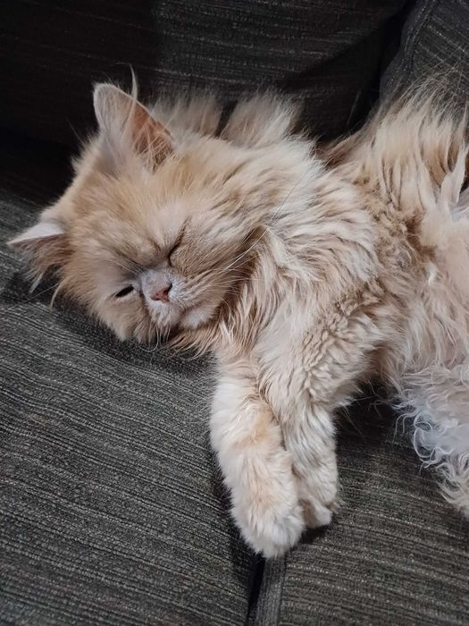 Персийска котка, свободна в добър дом.  Persian Cat free to good home
