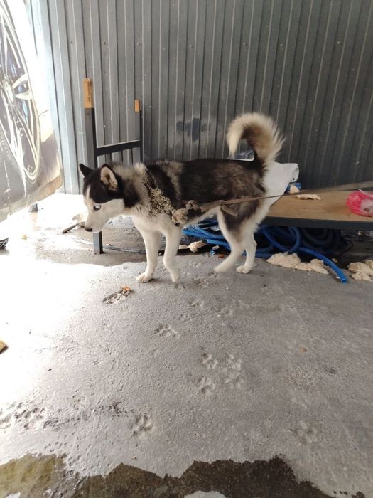 Хаска сотилади  срочно