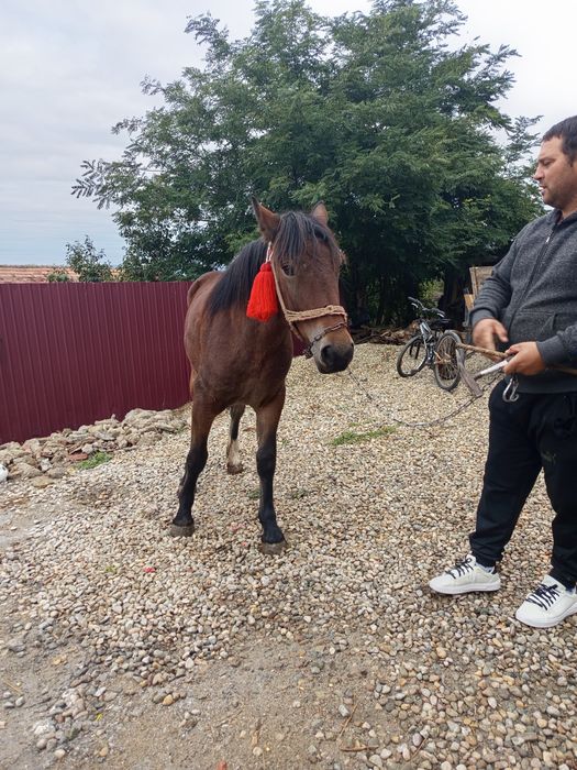 Vând mânză de un an și trei luni