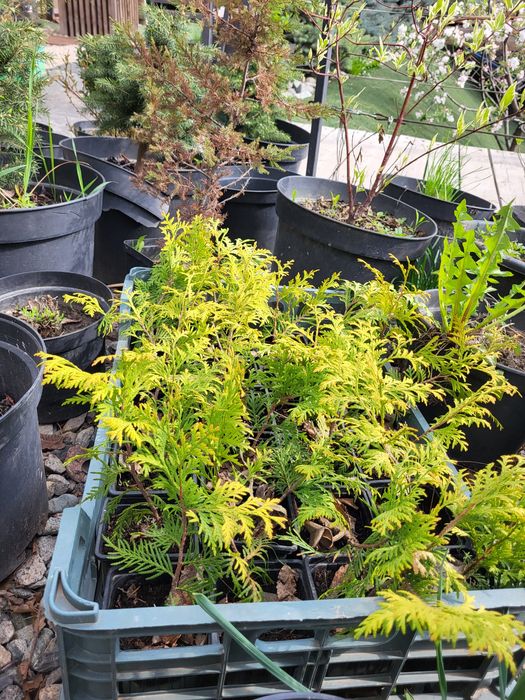 Продаются сеянцы голубые и туи брабант голд