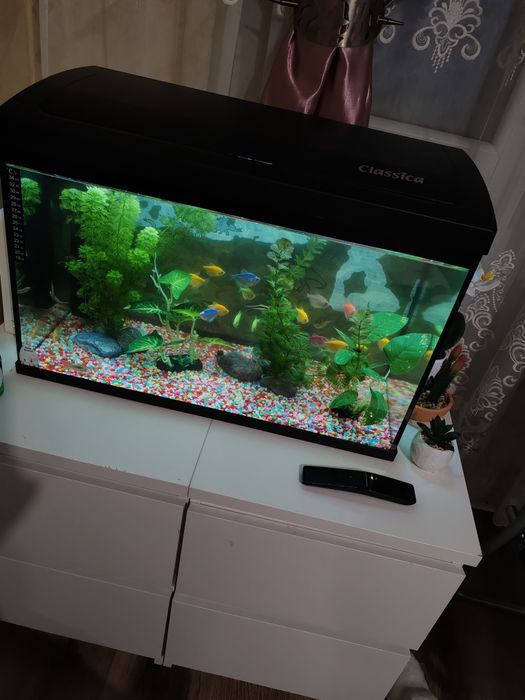 Acvariu complet cu pești ,plante și substrat