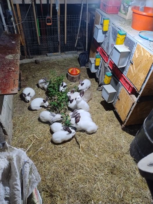 Iepuri californian - femele