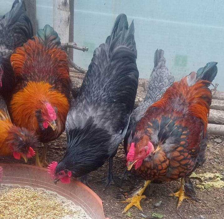 Cocosi de fite - pentru cunoscatori - australorp si alte rase