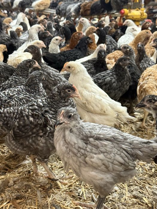 Puicute oua 16 saptamani colorate