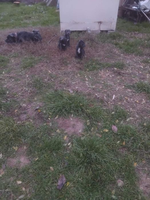 Кане корсо кученца