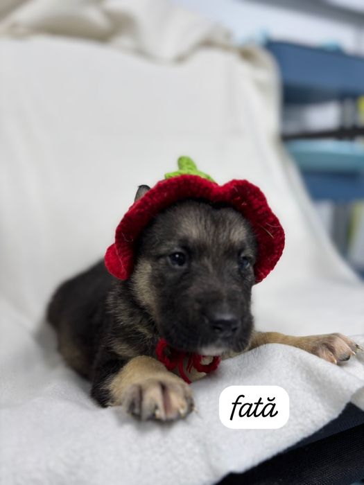 Adoptie catei sanatosi si frumosi