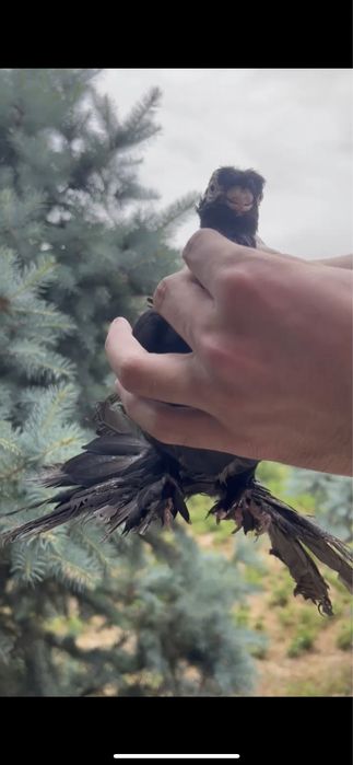 Голубка 2 года плод есть 100%