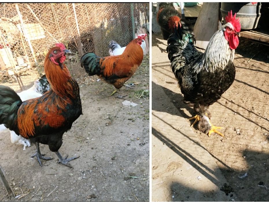 Cocoși de rasă de vânzare