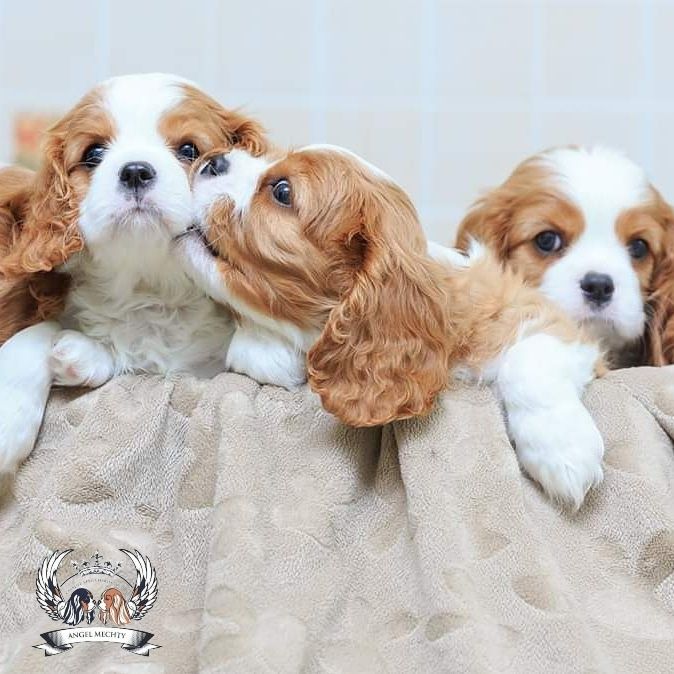 Кавалер Кинг Чарльз Спаниель