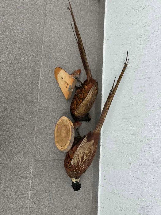 Препариран Фазан Фазани